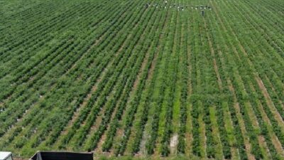 Son yıllarda sağlıklı beslenme trendlerinin etkisiyle birçok sebze altın çağını