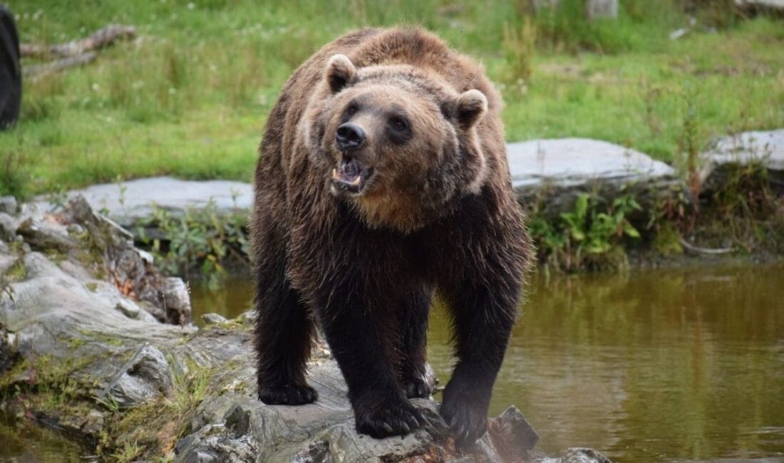 Ülkede ayı saldırılarına karşı hükümetten flaş karar Japonya Başbakanı Takaiçi Sanae, son dönemde ülkede giderek artan ayı