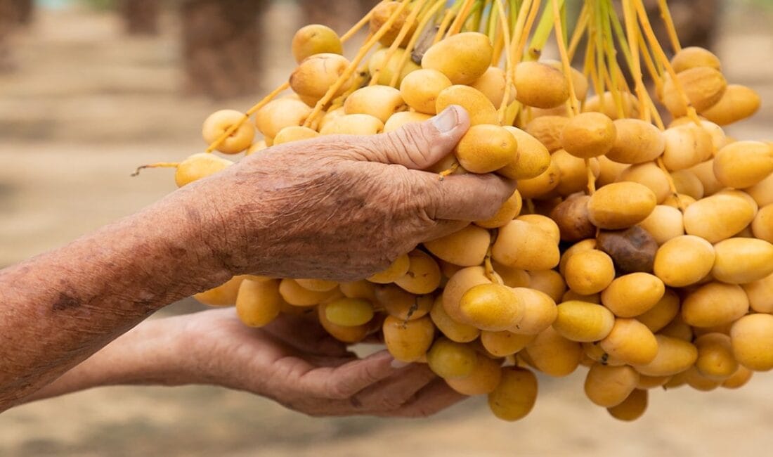 Kuru meyveler, sağlıklı beslenme alışkanlıklarının vazgeçilmez bir parçası haline geldi.