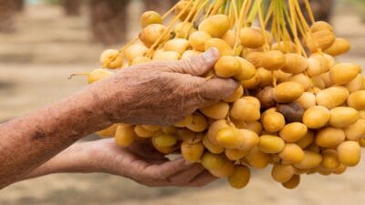 Kuru meyveler, sağlıklı beslenme alışkanlıklarının vazgeçilmez bir parçası haline geldi.