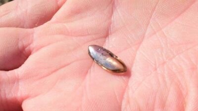 Güneybatı Arkansas’ta bulunan Crater of Diamonds Eyalet Parkı’nı ziyaret eden