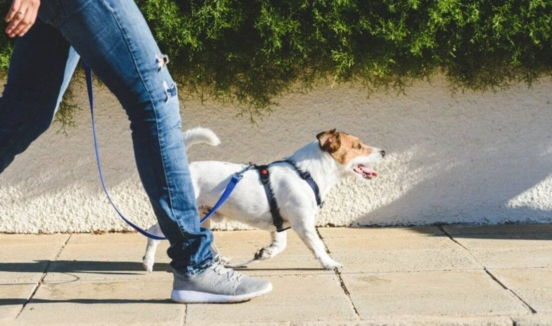 Köpeğinizi ne kadar süre dışarıda gezdirmelisiniz? Veterinerlerden net açıklama Köpek sahipleri için yürüyüş, yalnızca fiziksel aktivite değil aynı zamanda