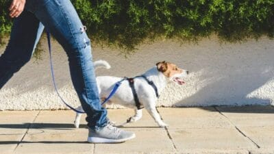 Köpek sahipleri için yürüyüş, yalnızca fiziksel aktivite değil aynı zamanda