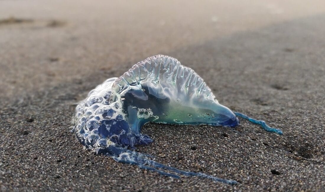Galler’in popüler tatil noktalarından olan sahilde “Portekiz Savaş Gemisi” olarak