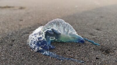 Galler’in popüler tatil noktalarından olan sahilde “Portekiz Savaş Gemisi” olarak