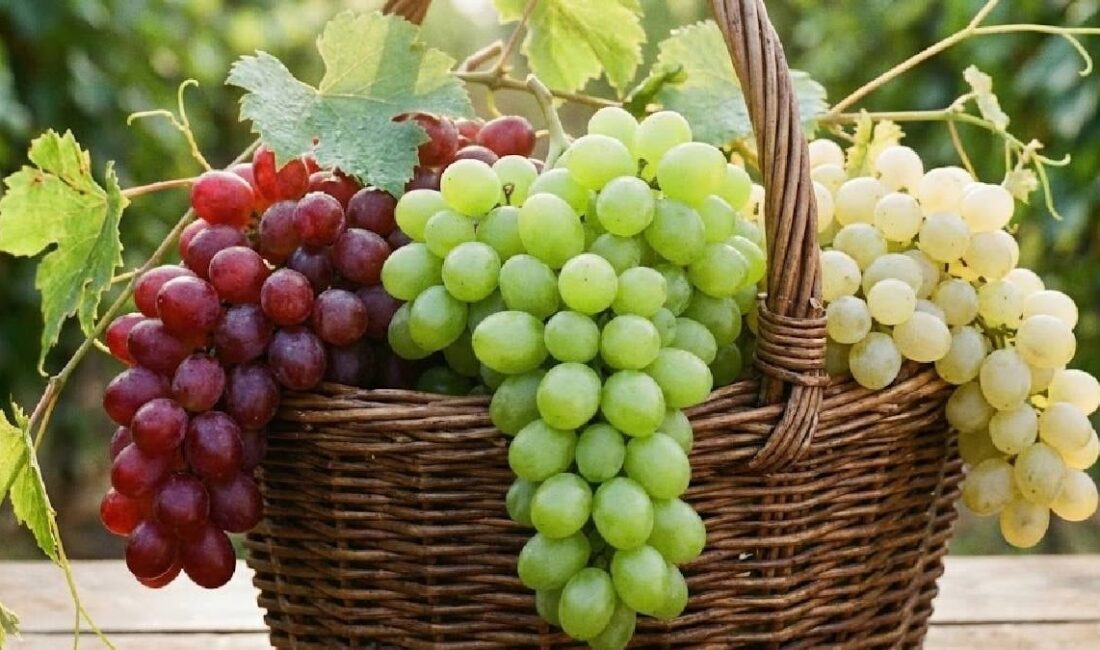 Üzüm çeşitlerinin tamamı sağlıklı kabul edilse de yapılan araştırmalar, bazı