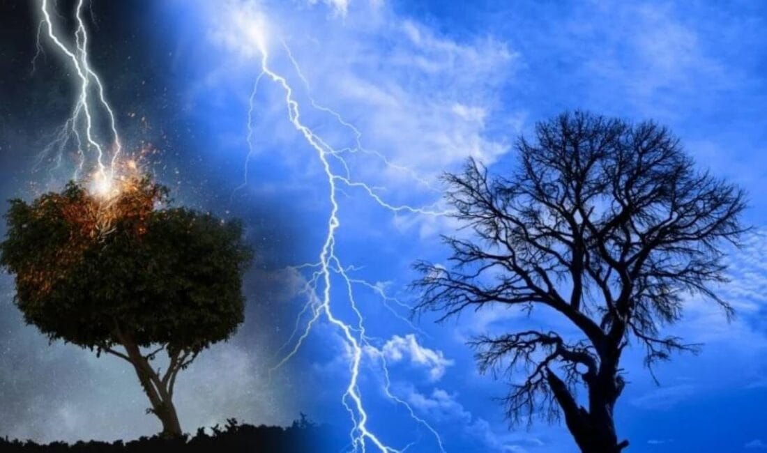 Ev bahçeleri estetik açıdan güzellik kattığı kadar, doğru planlanmadığında ciddi