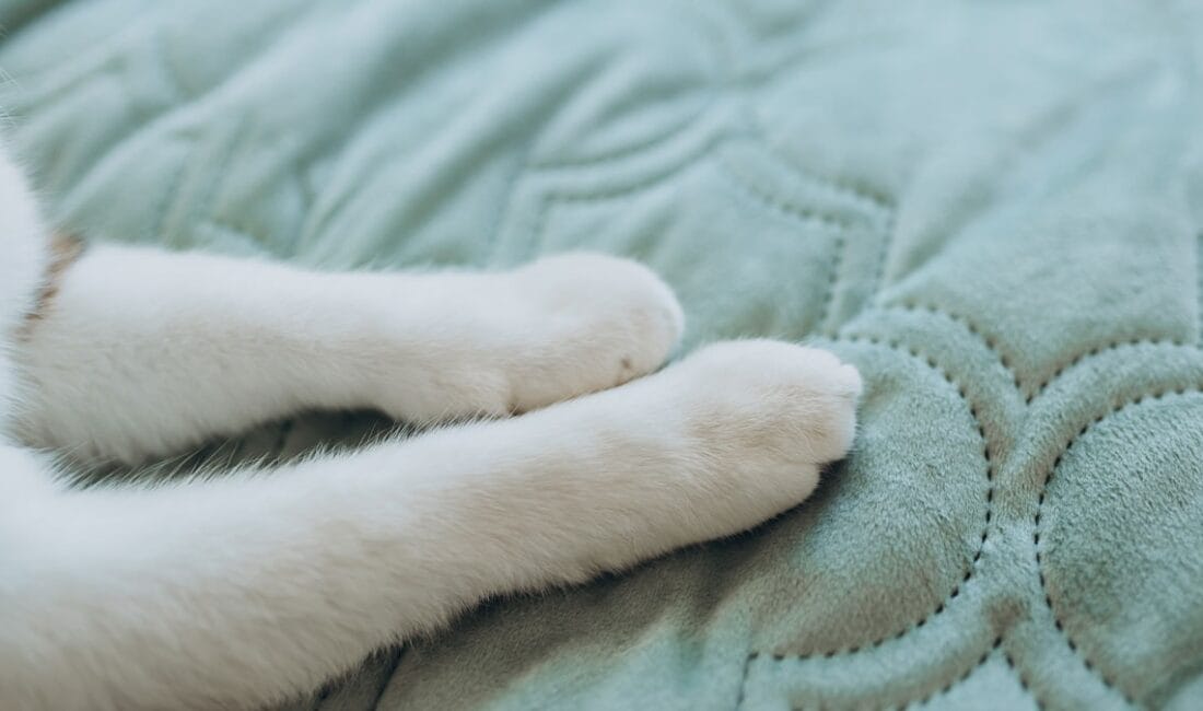 Kedilerin sevimli ama gizemli davranışlarından biri olan "patiyle yoğurma" hareketinin