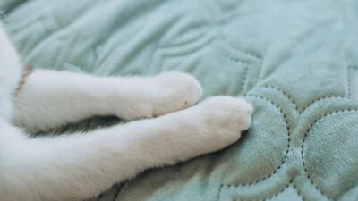 Kedilerin sevimli ama gizemli davranışlarından biri olan "patiyle yoğurma" hareketinin